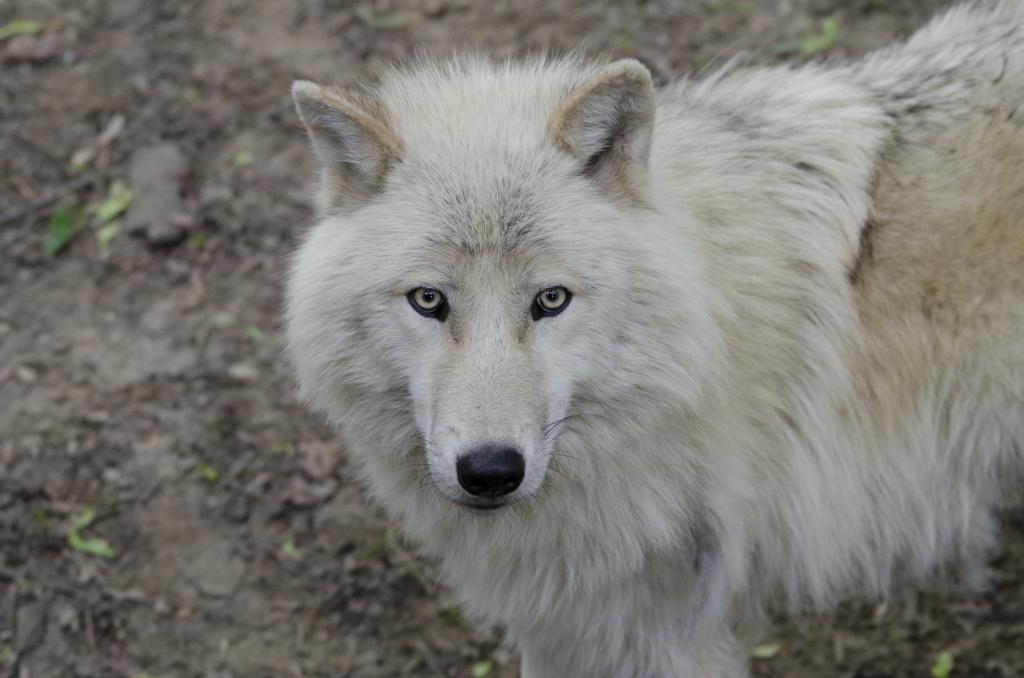Wolf-1