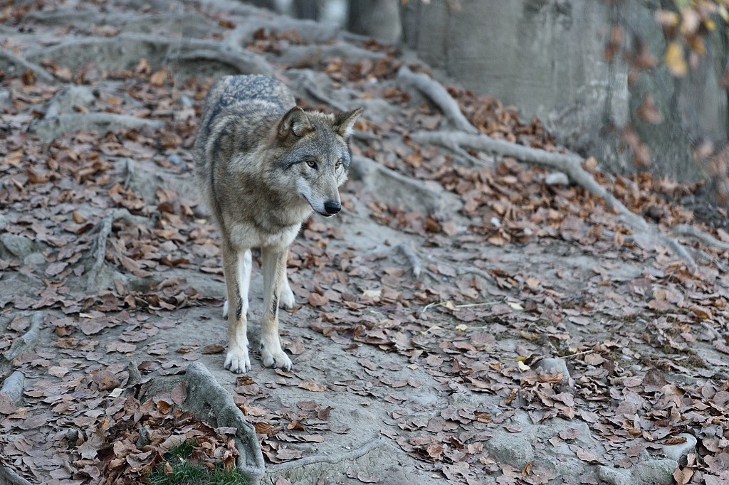 Wolf 112015