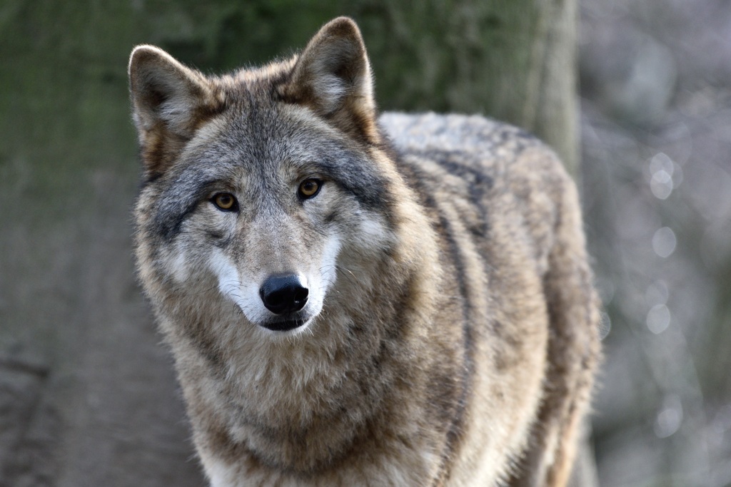 Wolf 122015