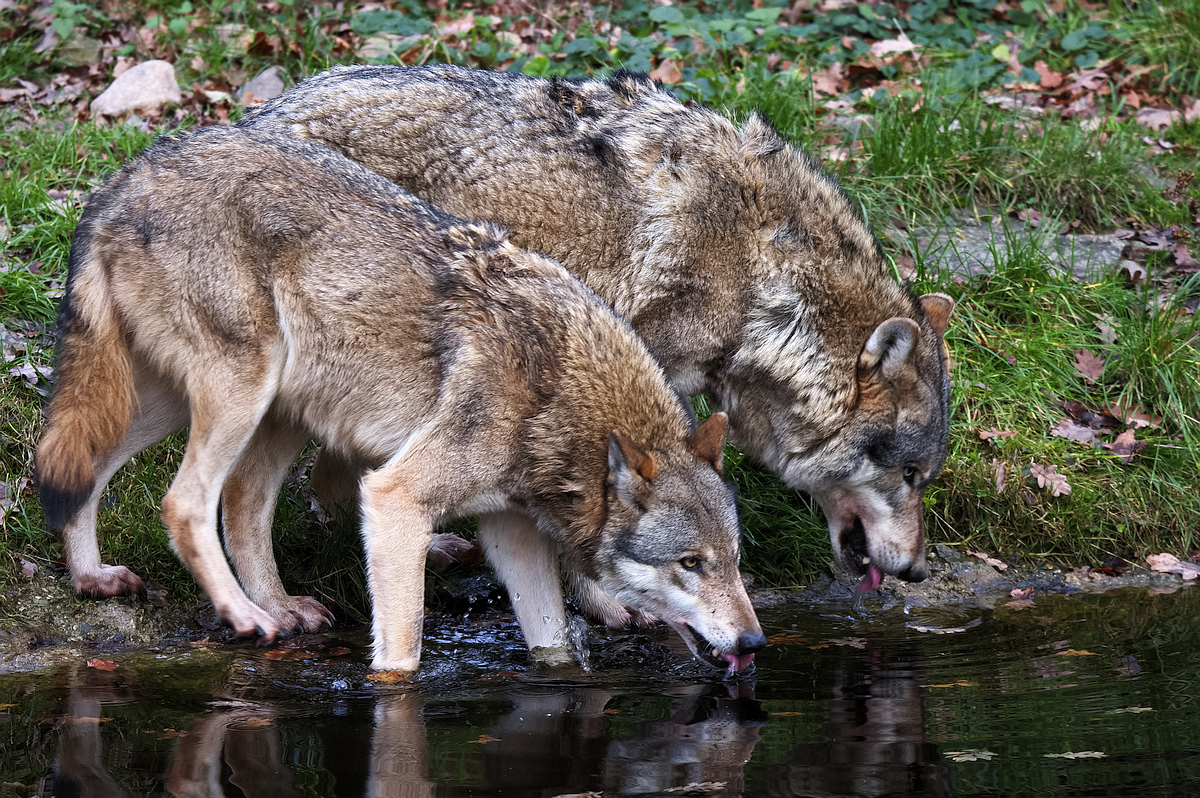 Wolf 5