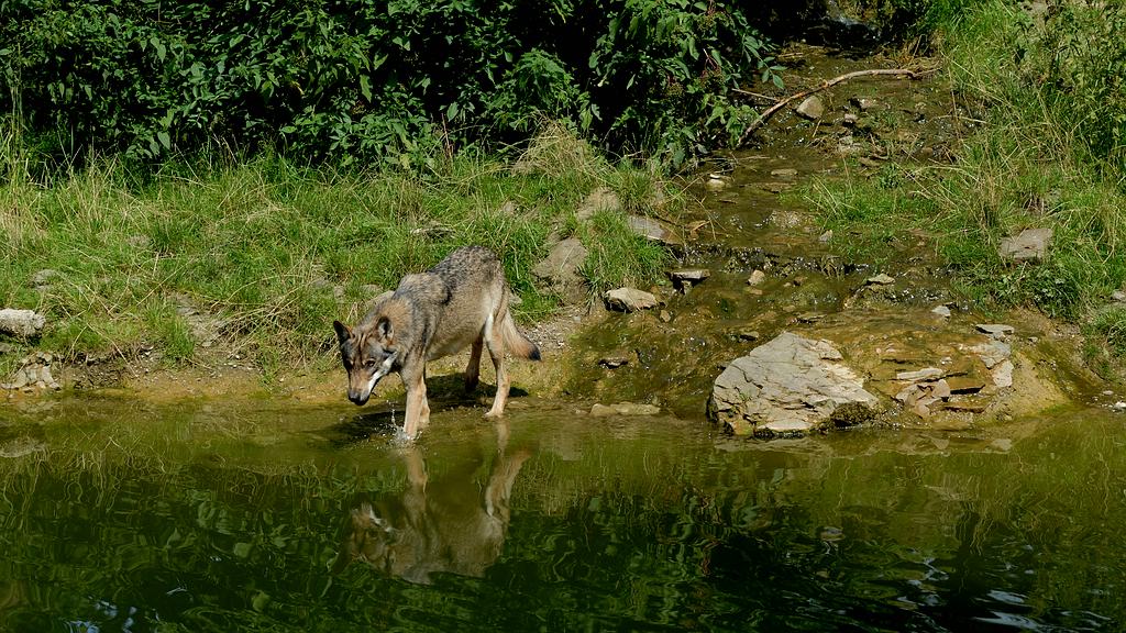 Wolf DSC 6322