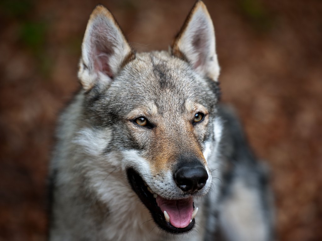 Wolf Hound