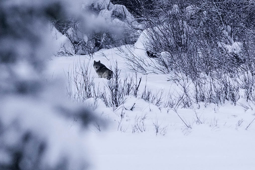 Wolf im Jasper Nationalpark