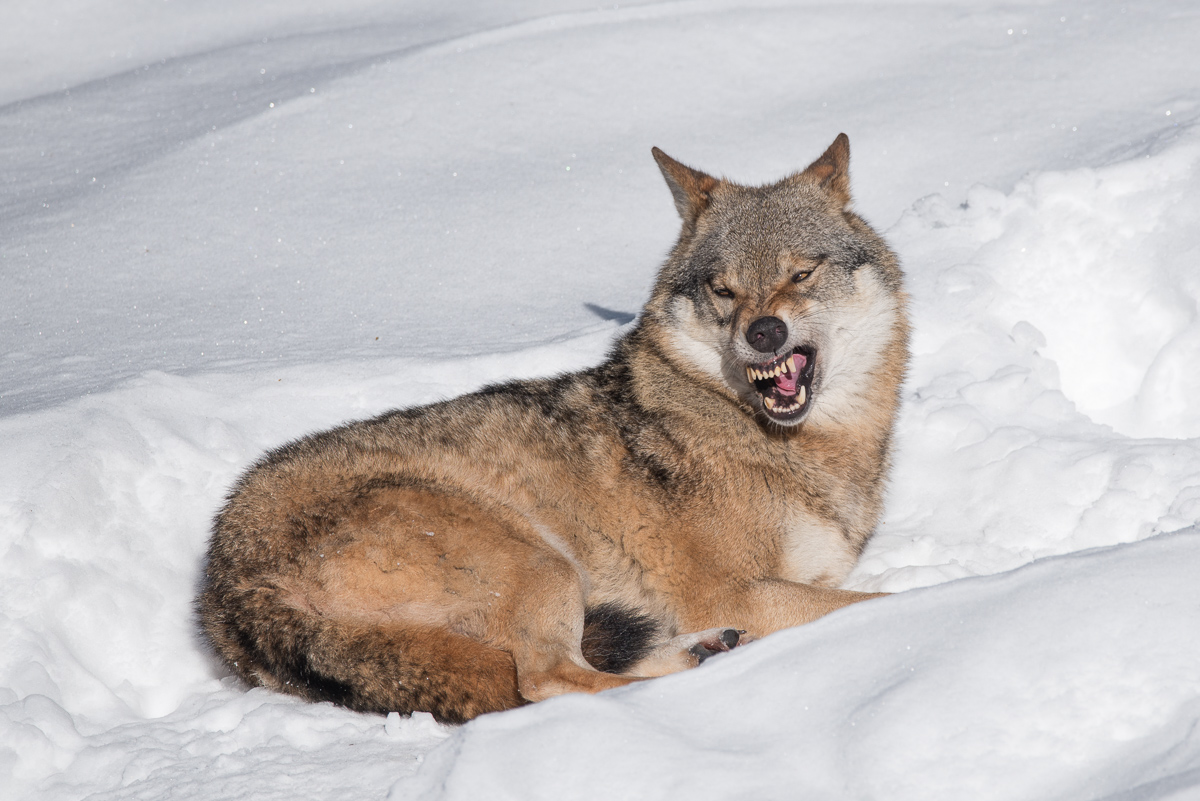 Wolf im Tierfreigelände Bayerischer Wald / Ludwigsthal