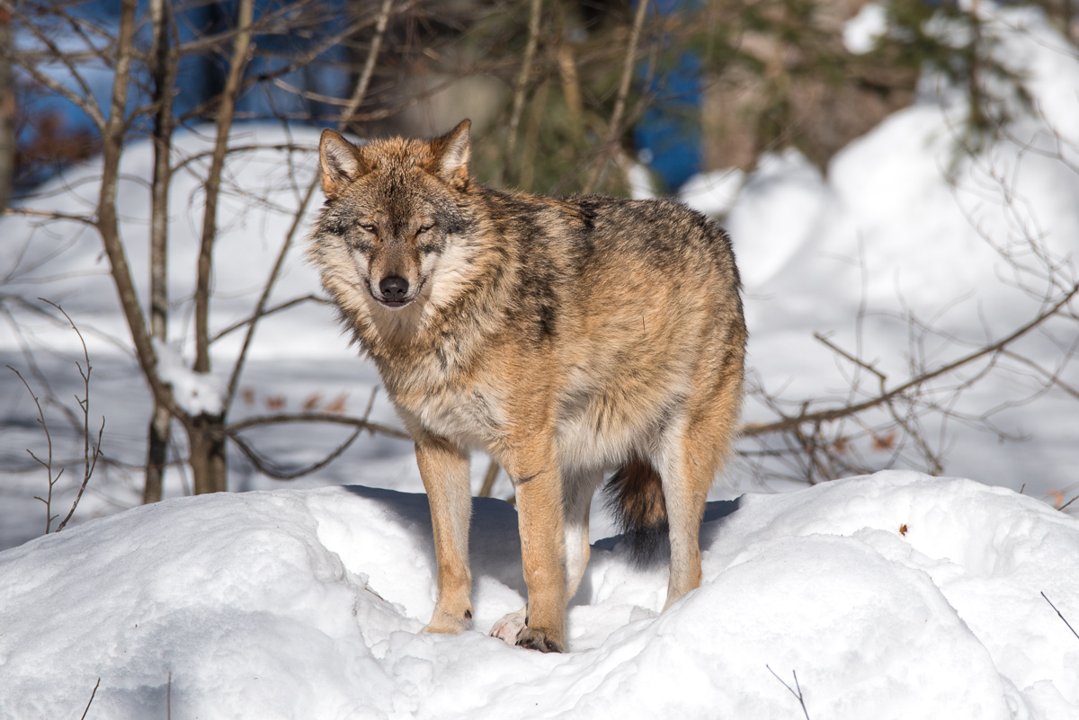 Wolf im Tierfreigelände Bayerischer Wald / Ludwigsthal