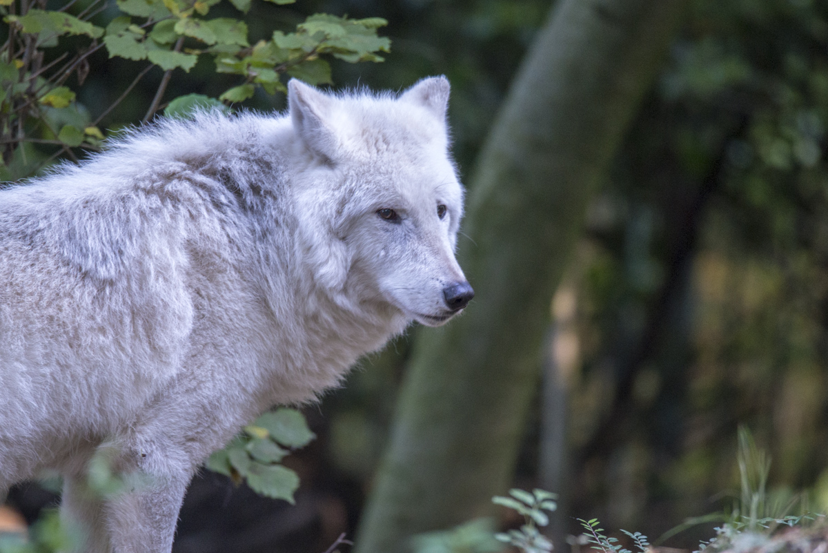 Wolf.jpg