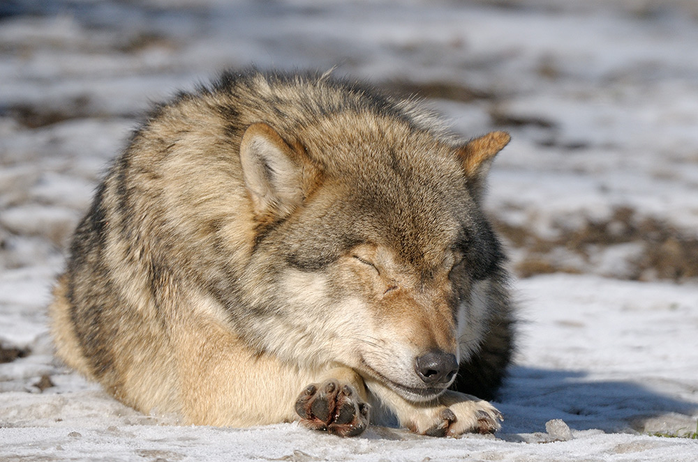 Wolf Mittagsschlaf 1 web