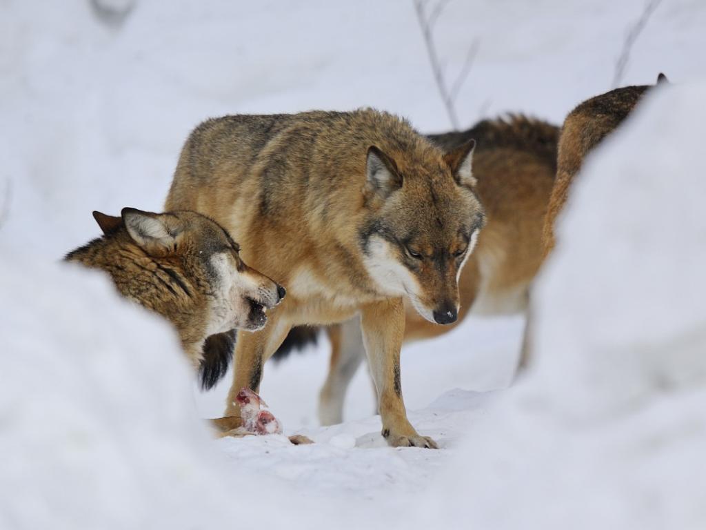 Wolf n.d. Fressen 6255 01