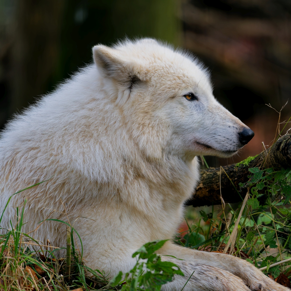 Wolf-Portrait.jpg