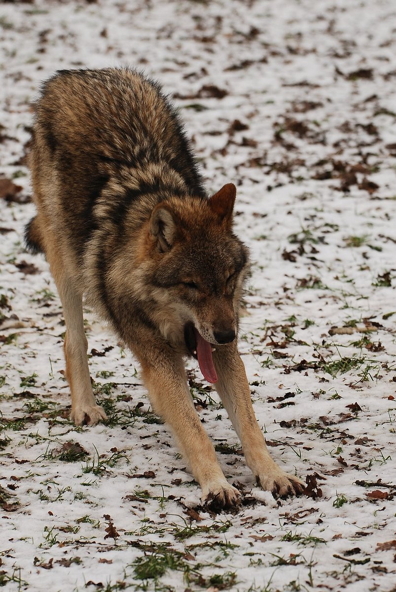 Wolf Sababurg.2jpg.jpg