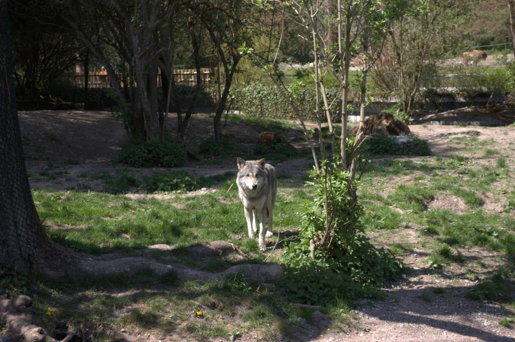 Wolf schaut mich an