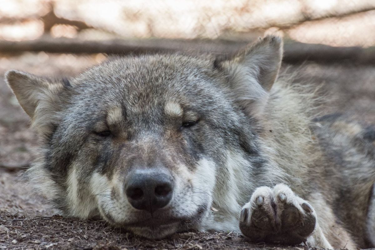 wolf schlafend