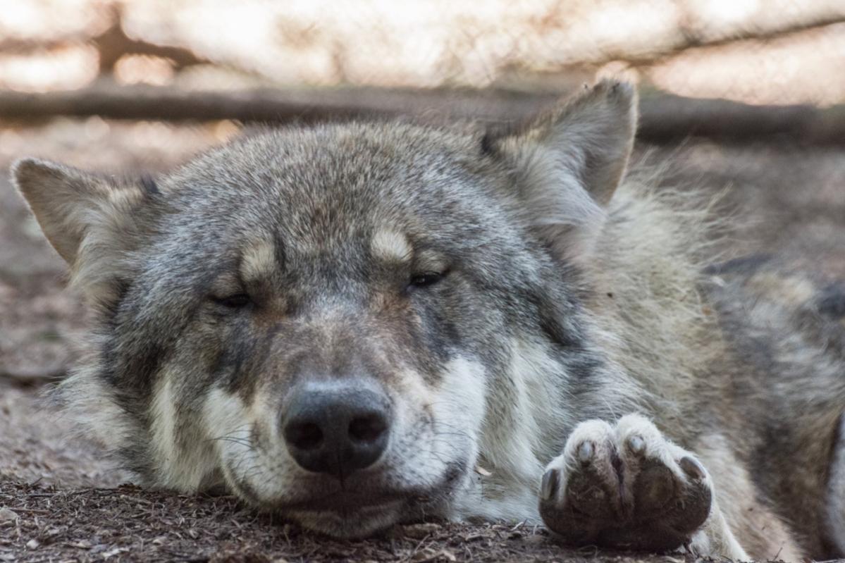 wolf schlafend