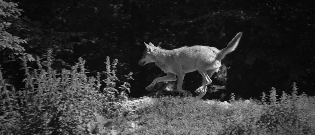 Wolf SK bw  D7K5539