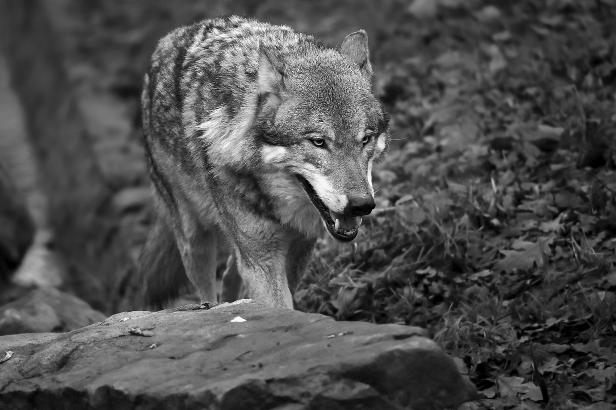 Wolf SW.jpg