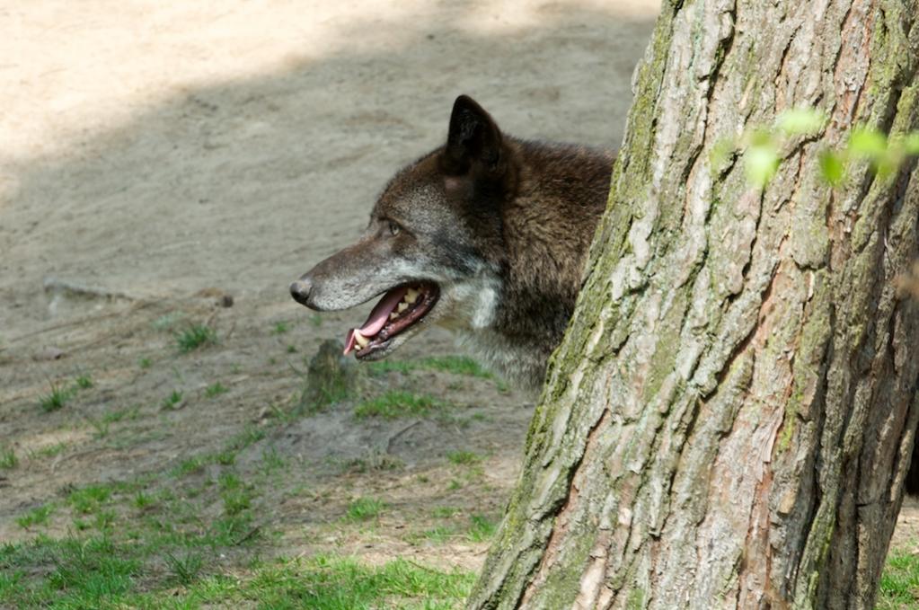 Wolf (Tierpark Gangelt)