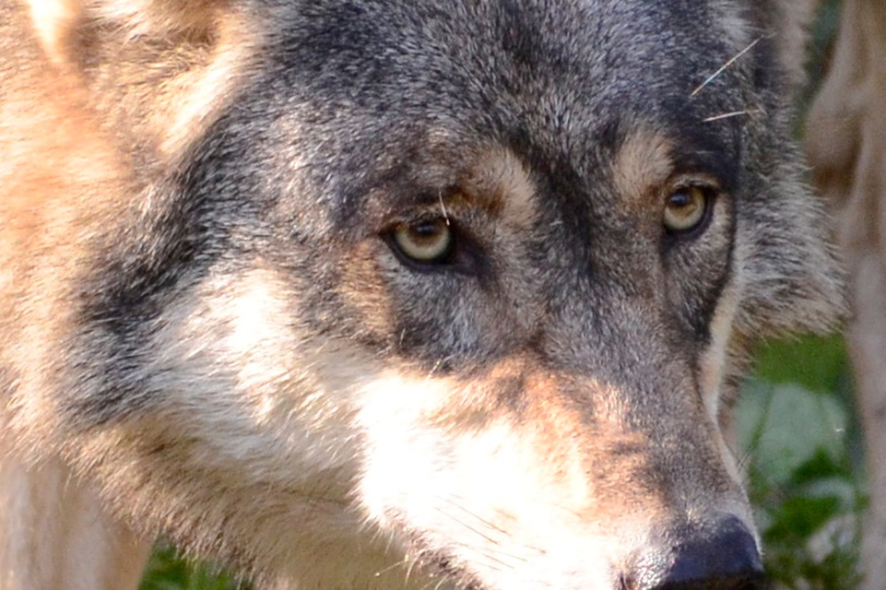 Wolf (Tierpark Hellabrunn)
Nikon D5100 | Tamron SP AF 70-200/2.8
ISO 1000 | 190mm | f/3,5 | 1/1250
JPEG out of cam (100% crop)