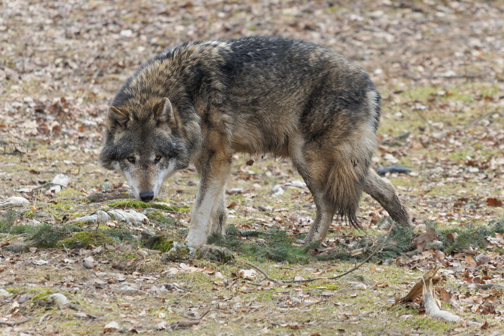 Wolf
Tierpark Hundshaupten