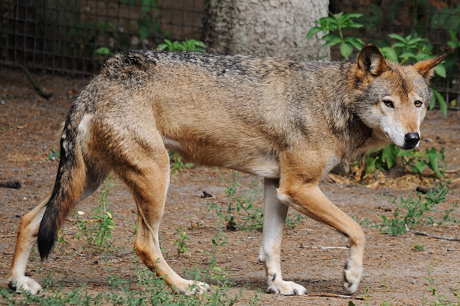 Wolf
Tierpark Neumünster