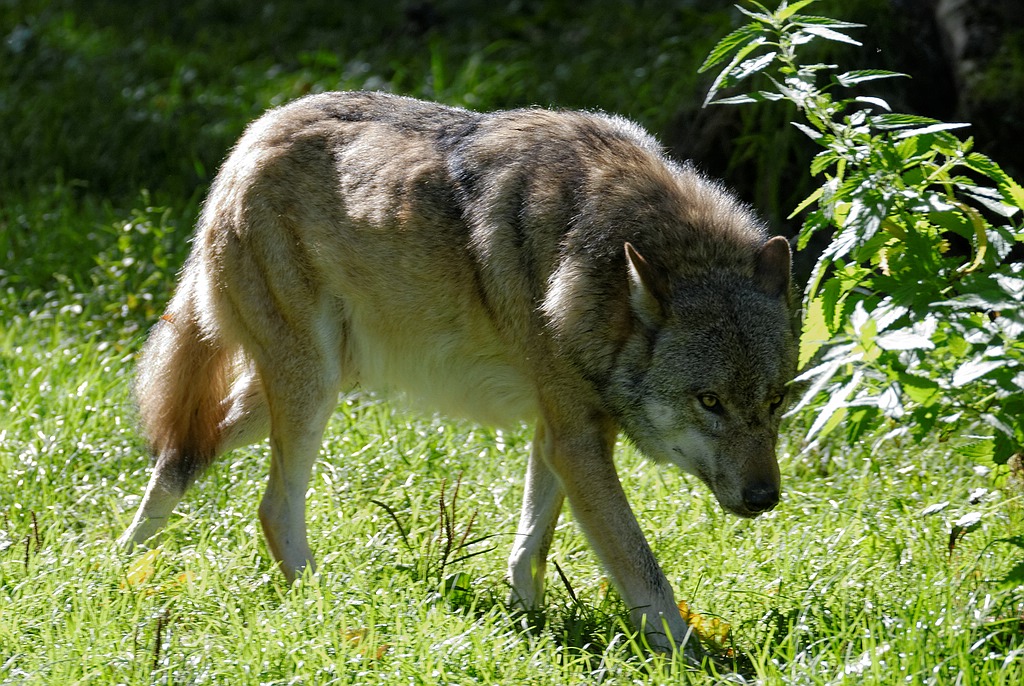 Wolf
Tierpark Sababurg 09/2015