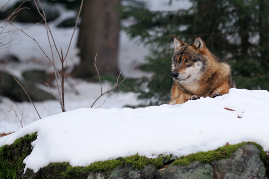 Wolf