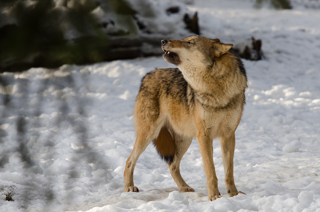 Wolf