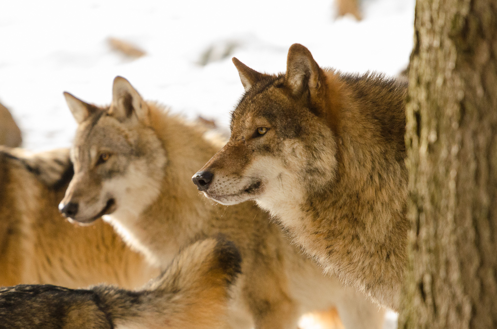 Wolf