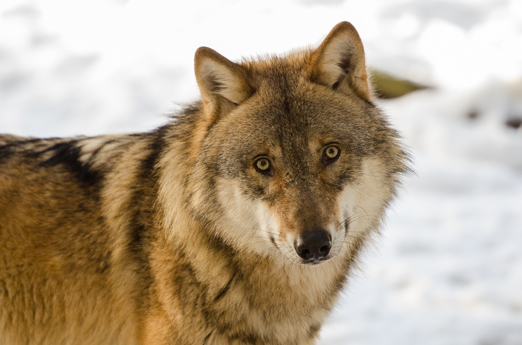 Wolf