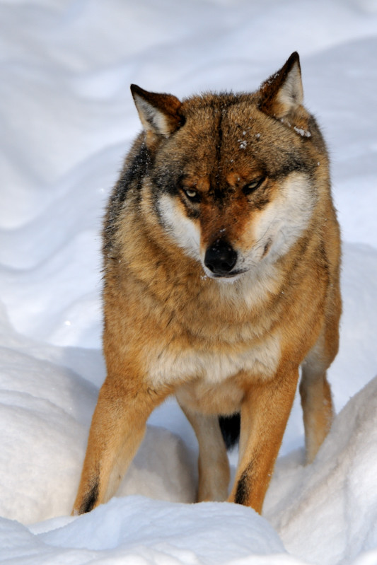 Wolf