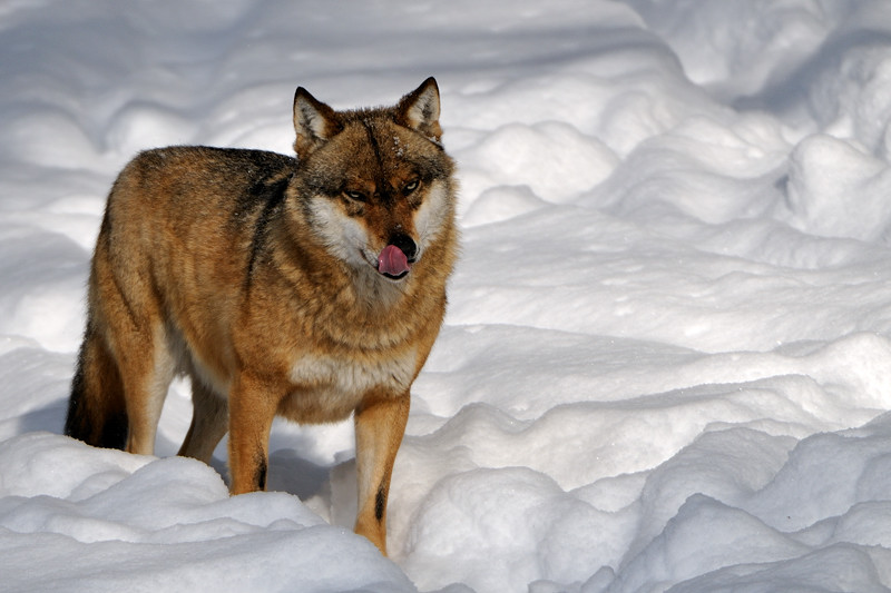 Wolf