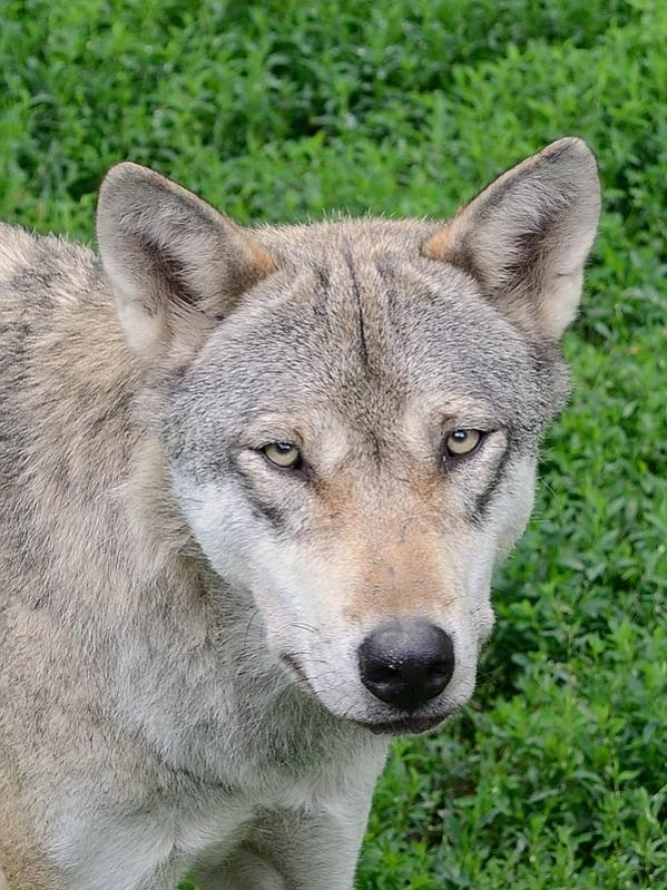 Wolf