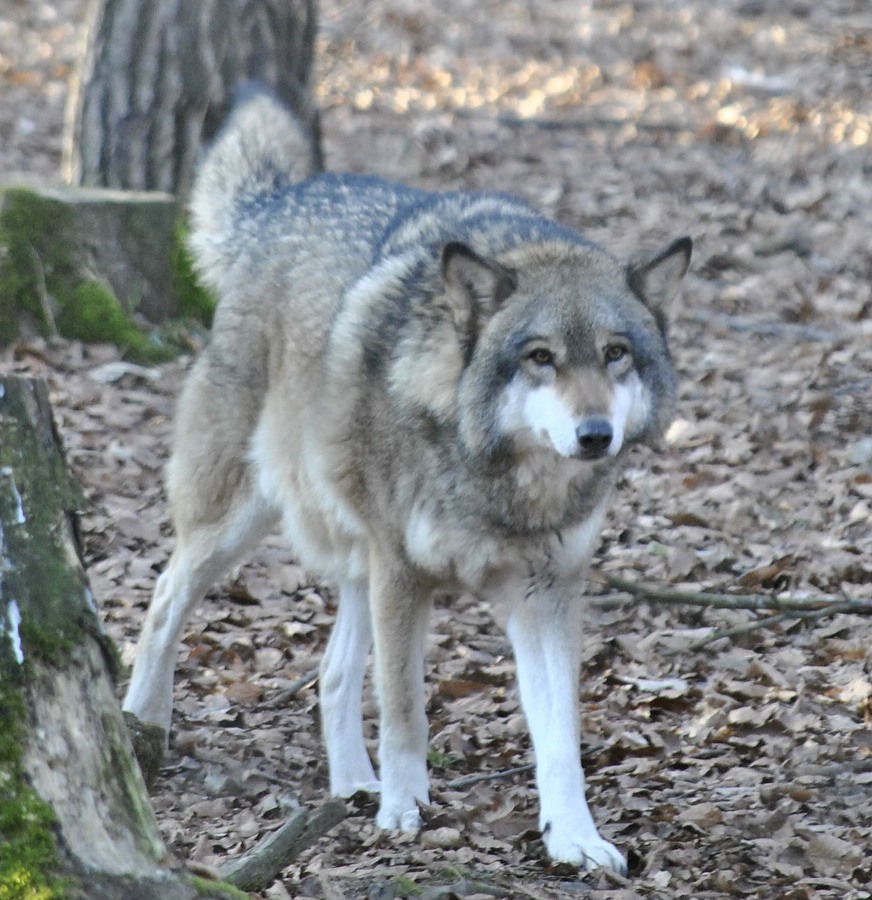Wolf1
