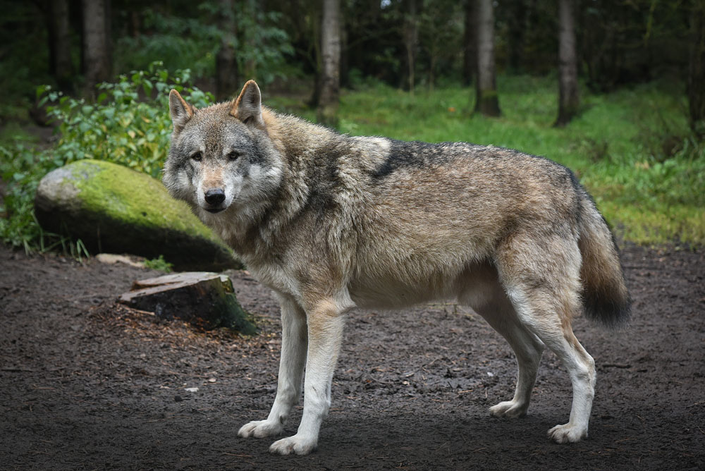 Wolf1