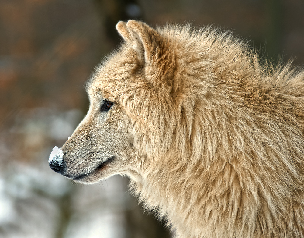 Wolf1klein