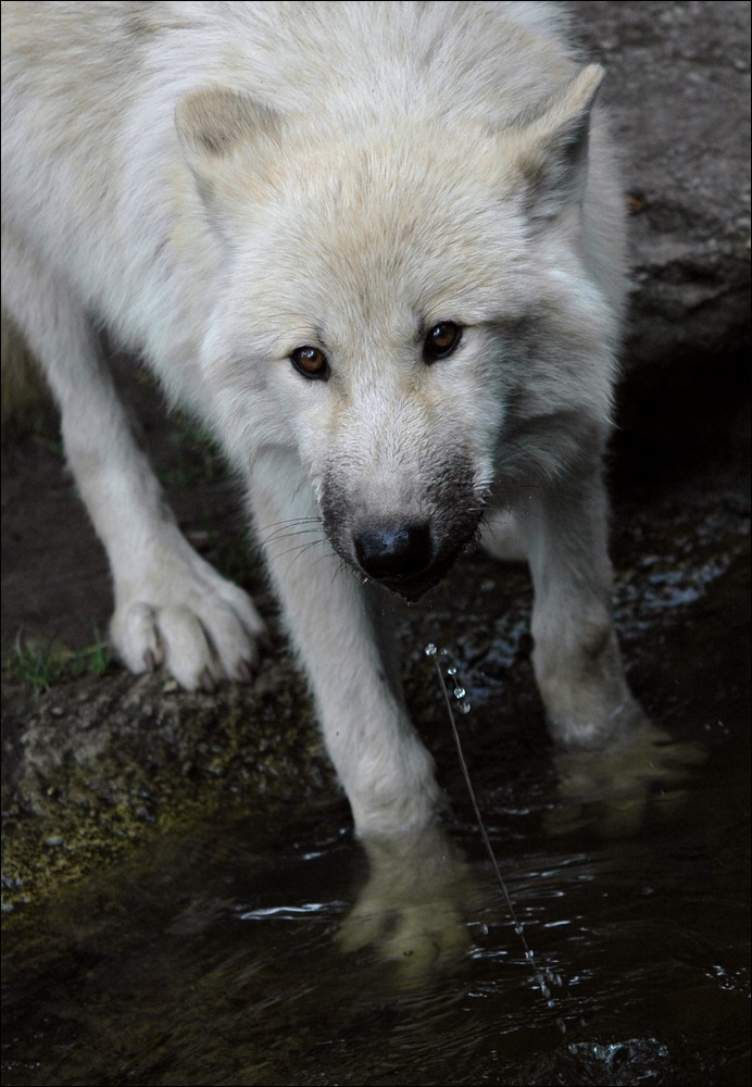 wolf3