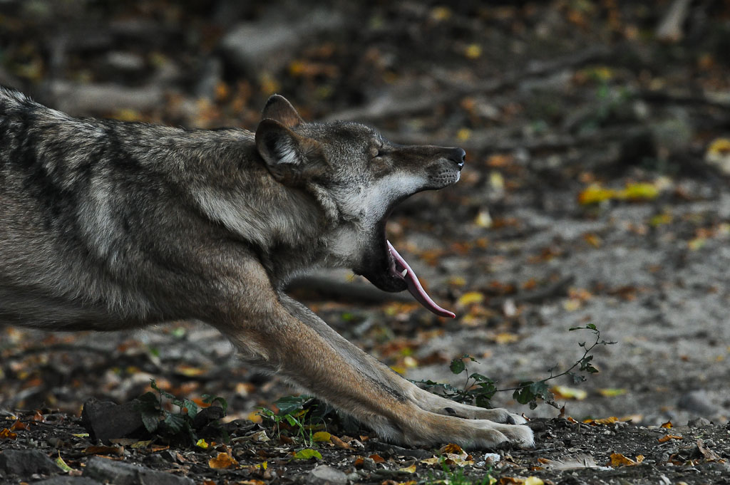 Wolf4 (1 von 1)