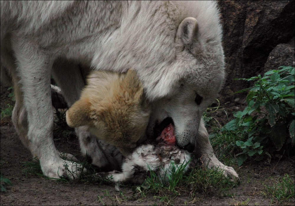 wolf4