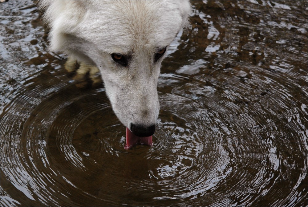 wolf7