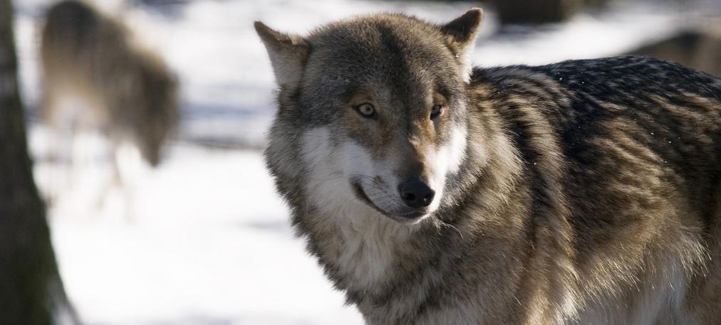Wolf8a
