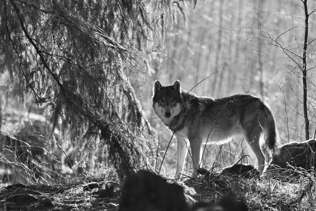 wolf_PH8_4486.jpg