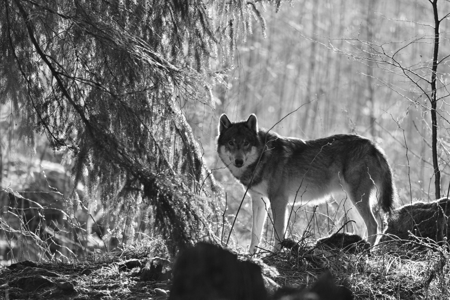 wolfPH8_448.jpg
