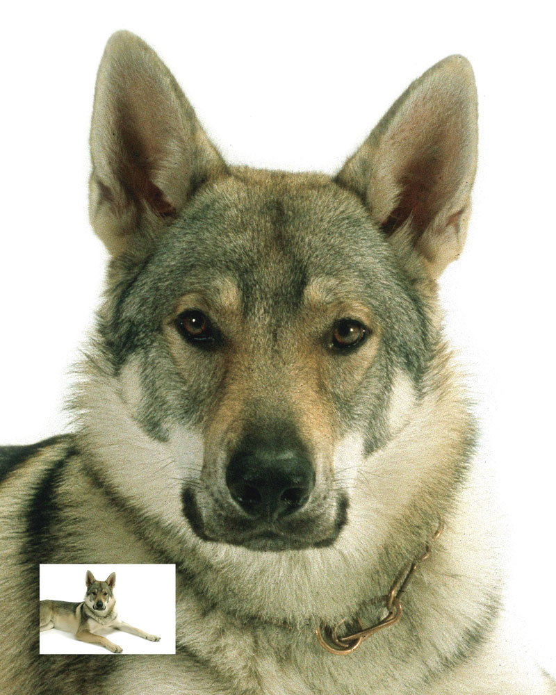 WolfPortMitOrig