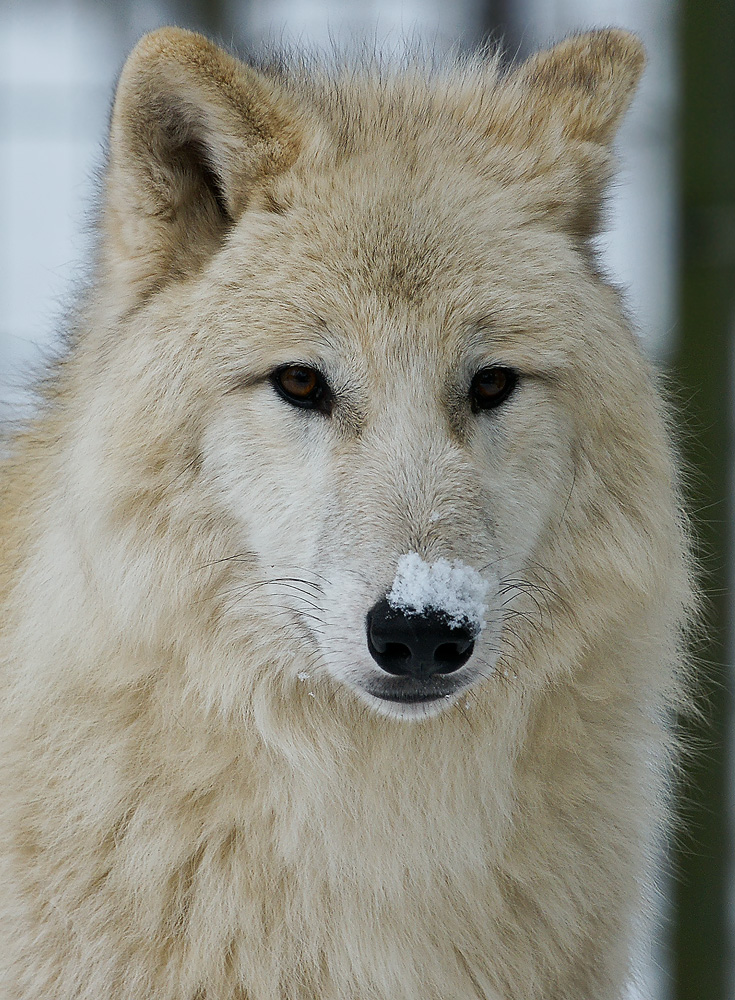Wolfs Portrait 1 klein