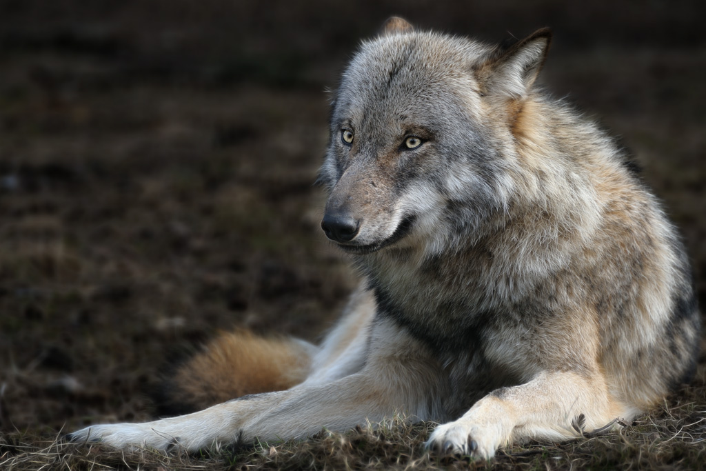 Wolfsblick2