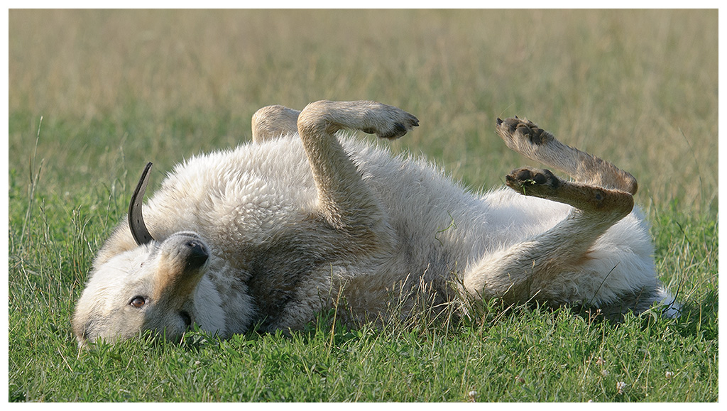 wolfshund wälzt sich
