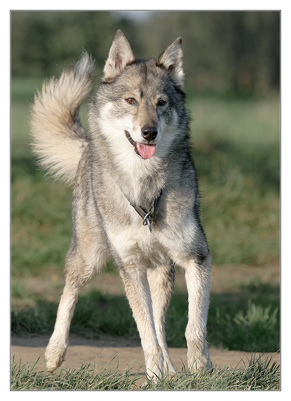 wolfshund