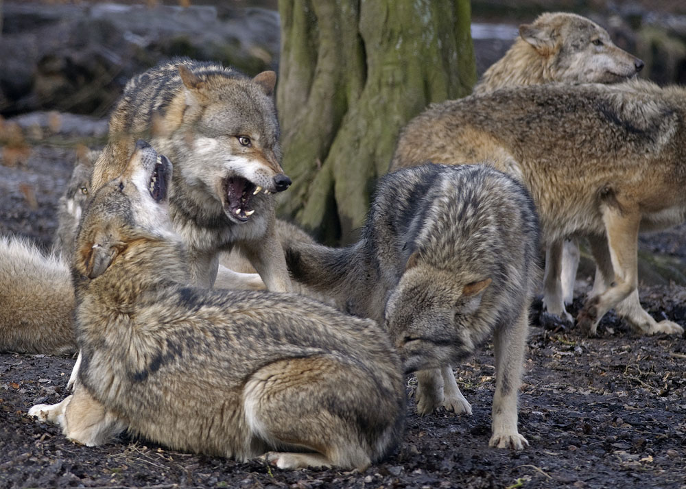 Wolfskreisel

Tierpark Sababurg

D90 - 4/300mm - f4,5 - 1/400s - Stativ