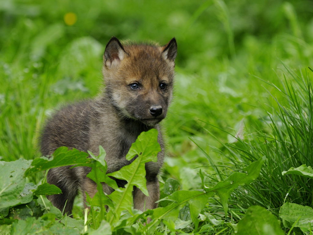 WolfswelpeSBG 2009
wollte mal ein eigenes Portraitbild haben.