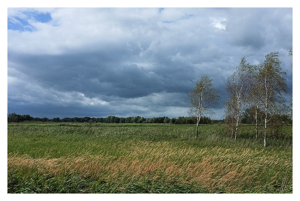 wolin 2011 2