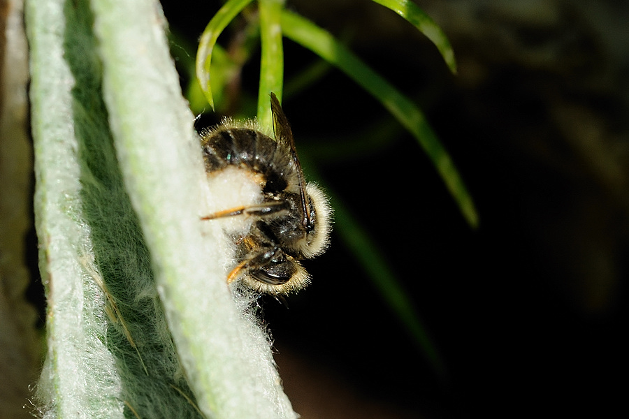 Wollbiene Anthidium montanum 2